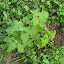Bee Balm