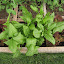 Spinach