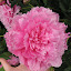 Barbie-Pink Peony