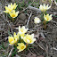 Crocus 'Romance'
