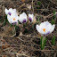 Specie Crocus minimus
