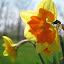 Daffodil Mondragon