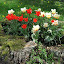 Greigii Tulip 'Red Riding Hood'