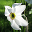 Poeticus Species Narcissus