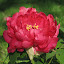 Dark Red Tree Peony