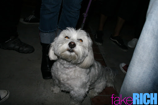 devil dog