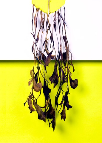 [Cool-art_whole-poster_close-up_dropping-plants[10].jpg]