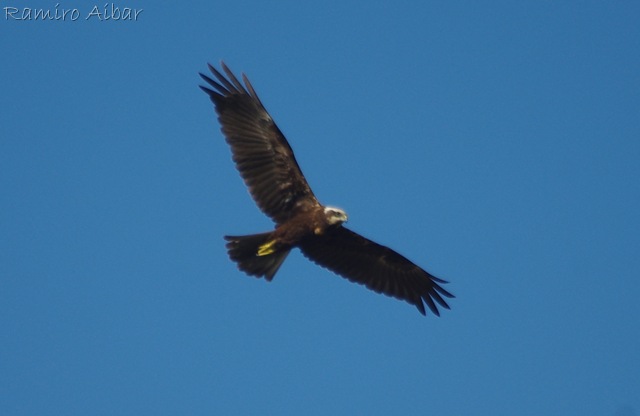 [aguilucho lagunero[15].jpg]