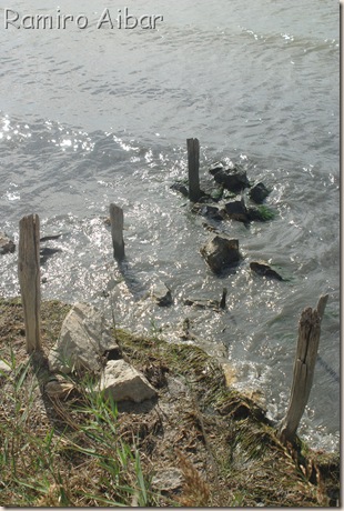 palos en etang de vaccares