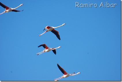 flamencos en vuelo 3