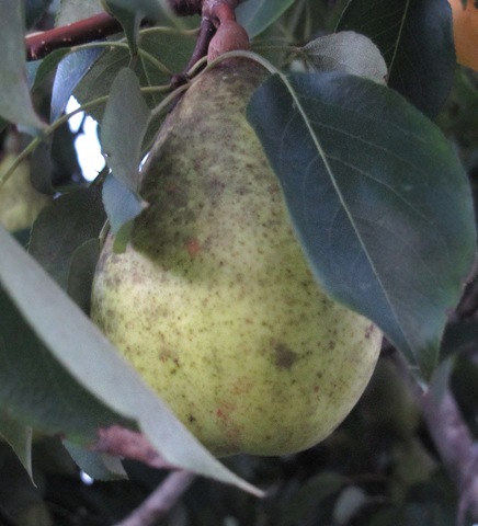 [pear tree3[15].jpg]