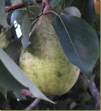 pear tree3
