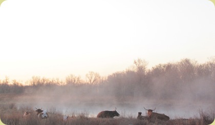 cattle on pond cattle on pond