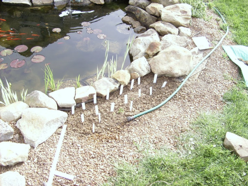 Edge of pond groundcover