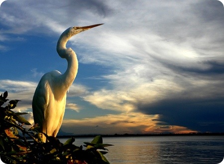 Beautiful_Pictures_Of_Animal_Photography_20