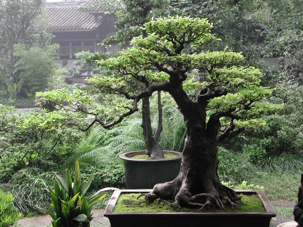 [the-best-bonsai-caring-ways[1].jpg]