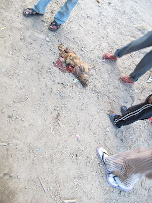 dead chicken