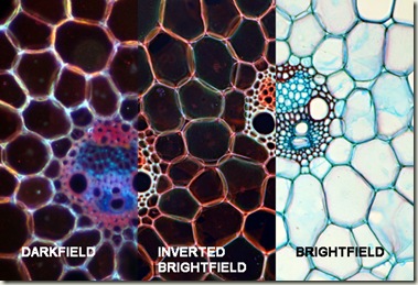 darkfield3.jpg darkfield3.jpg