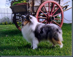 Dog[1]