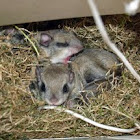 Northern Flying Squirrel