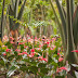 _MG_2378.jpg, Jardin de Balata, Martinique, mai 2009