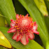 _MG_2417.jpg, Jardin de Balata, Martinique, mai 2009