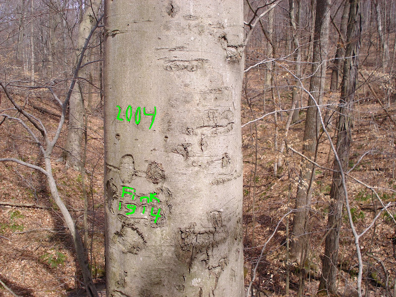 beech.JPG