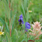 A bee pollinates a monkshood flower