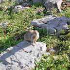 A very brave ground squirrel