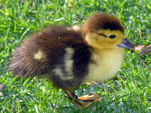 [baby muscovy ducks[4].jpg]