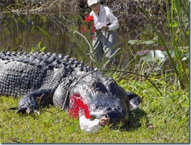 gatorimg15