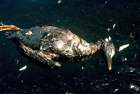 [dead-oil-bird_3200[2].jpg]