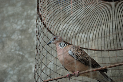 Bird in a cage