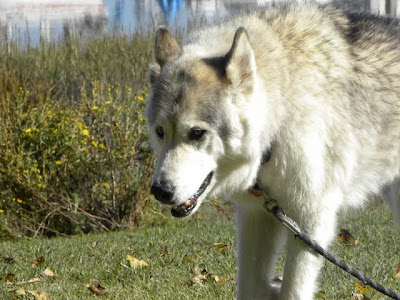 Kaia on the leash