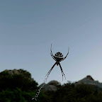 Araignées