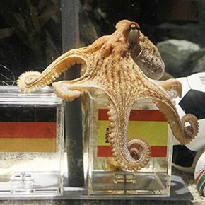 SOCCER-WORLD/OCTOPUS