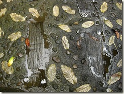 Leaves