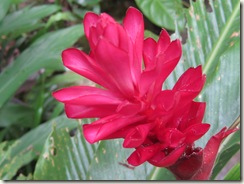 Bromeliad