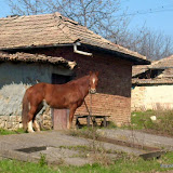 Palamartsa (Bulgaria)
