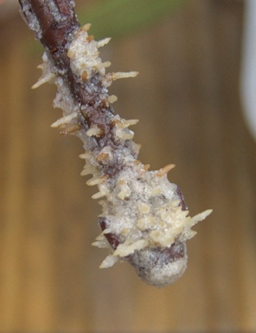 [Rooting Viburnum from Hardwood Cuttings-2[8].jpg]