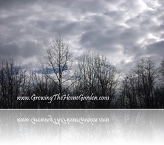 Gray January Skies in Tennessee 1-2010-1 Gray January Skies in Tennessee 1-2010-1