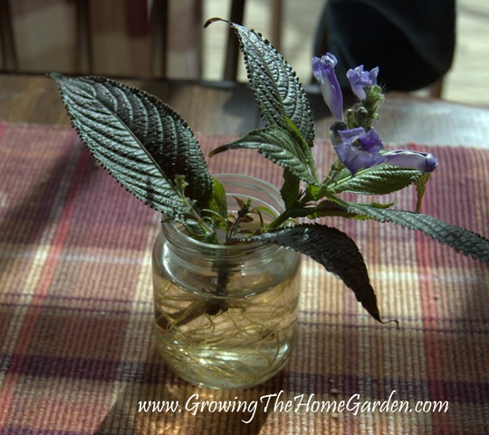 [Persian Shield from Cuttings 1-2010-3[5].jpg]
