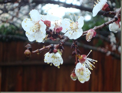 apricot tree in March