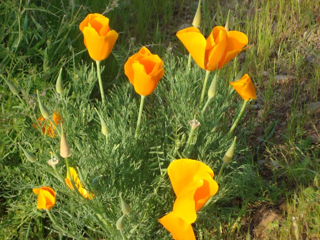 [California Poppies[3].jpg]