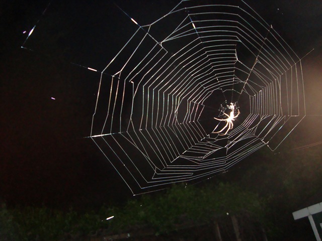 [Spider in web[3].jpg]