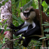 grenada attractions  Annandale Waterfalls Pictures