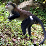grenada attractions  Annandale Waterfalls Pictures