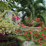 Grenada Pictures Belmont Estate Grenada