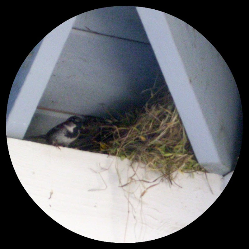 bird watching from my front window