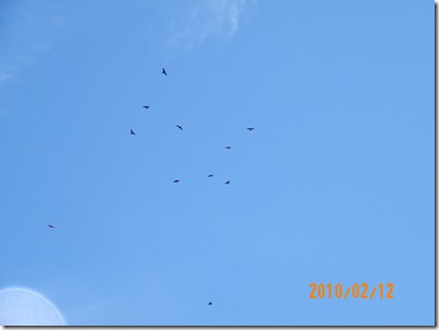 buzzards circling overhead????